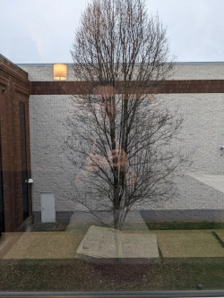 A lone tree outside my window with me in the reflection